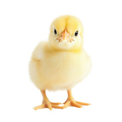 Obraz premium A cute. fluffy yellow chick standing upright against a plain white background. its small size and delicate features. ideal for educational materials or animal-themed content