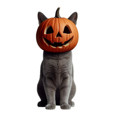 Adorable British Shorthair kitten dressed as a witch, flying on a broomstick for Halloween