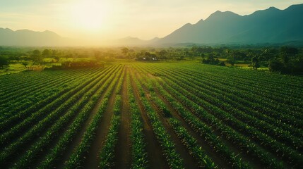 Title: Aerial View of Plantation with Farmer Walking Through Green Fields