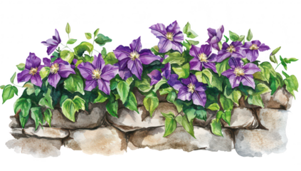 A display of purple clematis flowers cascading over a rustic stone wall. set against a serene garden background. creating a picturesque and tranquil outdoor scene