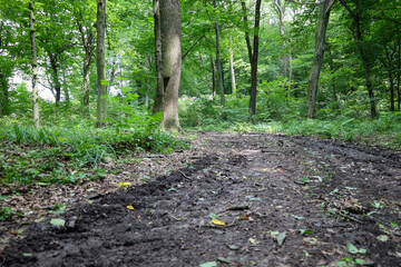 ​A wet dirt path, covered with leaves and branches, runs through a dense green forest. Tall trees with sprawling canopies create a shady space, inviting for a walk in nature.