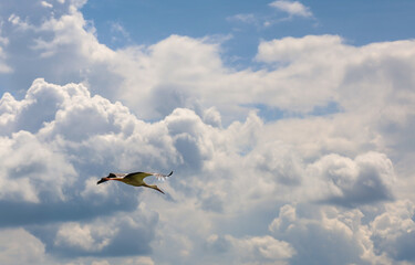 A white stork spreads its wings and flies A wet dirt path, covered with leaves and  a sky filled with fluffy clouds. Sunbeams highlight its graceful silhouette, creating a sense of freedom and flight.