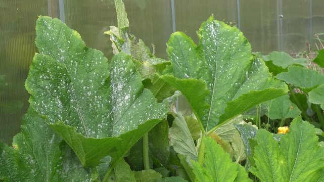 Zucchini leaves affected by powdery mildew
