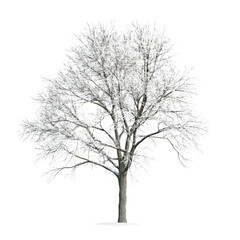 A solitary snow-covered tree stands tall against a white backdrop. the beauty of winter. with delicate branches adorned in frost. symbolizing tranquility and the essence of nature