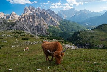 Cow in the Dolomites