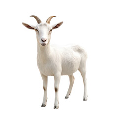A realistic depiction of a white goat standing confidently against a plain background. its detailed features and serene expression. ideal for agricultural or animal-related themes