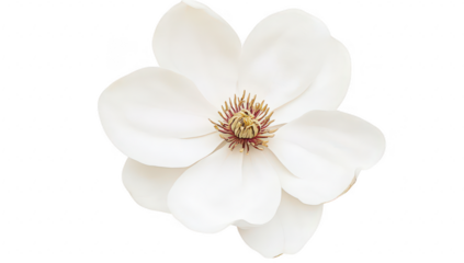 A stunning close-up of a delicate white magnolia flower. its intricate petals and central stamen against a soft. neutral background. perfect for nature-themed designs or botanical illustrations