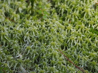 Green moss and lichens covering forest floor in sunlight