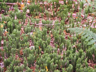 Dense carpet of clubmoss plants in natural forest environment