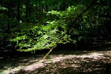 young beech tree in the green, but dark forest