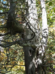 Obraz premium Old tree trunk with knots and cavities in forest