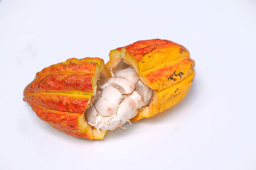 Ripe cocoa fruit cut open displaying cocoa seeds