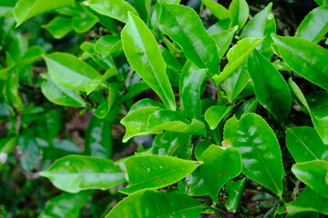 Fresh Green Tea Leaves Close-Up in Cameron Highlands Malaysia