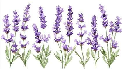 Naklejka premium Trendy Lavender Art: Organic Labels For A Botanical Shop With Floral Templates And Artistic Designs