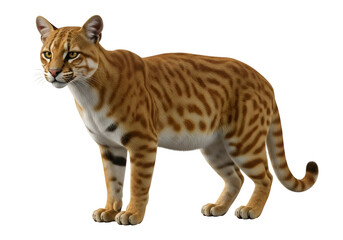 A detailed, full shot of a captivating ocelot, showcasing its intricate coat patterns against a black backdrop.