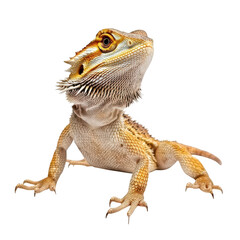 Obraz premium A bearded dragon posing confidently against a clean white background. its unique textures and colors. ideal for educational materials or pet care articles