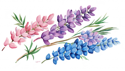 A watercolor illustration three clusters of lupine flowers in shades of pink. purple. and blue. set against a clean white background. perfect for botanical art enthusiasts