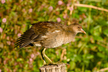 Young common moorhen standing on a wooden post, macro close-up with blurred background