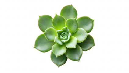 A green succulent plant with thick. fleshy leaves arranged in a rosette pattern. set against a clean white background. ideal for nature-themed designs or botanical illustrations