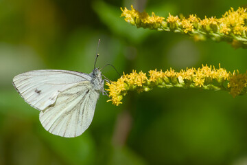 Macro of butterfly on bloom