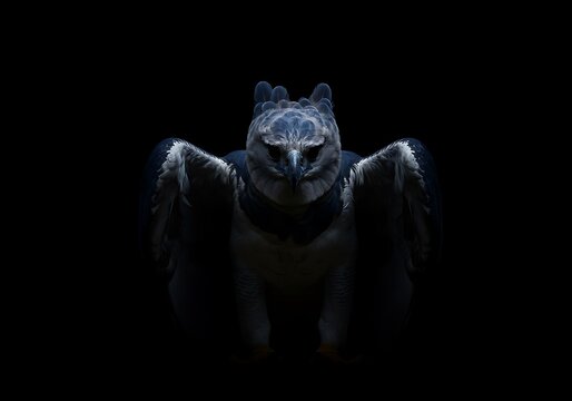 Dark harpy eagle portrait