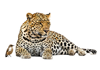 Obraz premium A magnificent leopard rests regal against a dark backdrop, with a small bird perched near its paws.