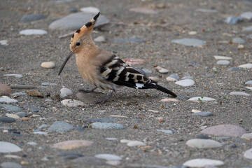Eurasian Hoopoe or Common hoopoe (Upupa epops). Hoopoe (Upupa epops) on the beach © Maksim Mikhailov