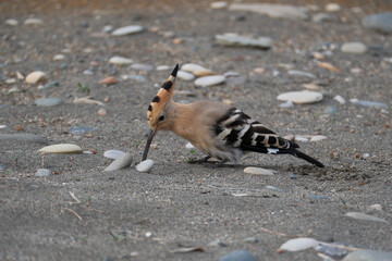 Eurasian Hoopoe or Common hoopoe (Upupa epops). Hoopoe (Upupa epops) on the beach