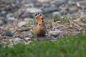 Eurasian Hoopoe or Common hoopoe (Upupa epops). Hoopoe (Upupa epops) on the beach