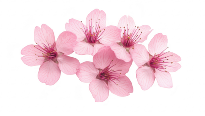 A delicate arrangement of pink cherry blossoms their intricate petals and stamens. set against a clean white background. ideal for use in spring-themed designs or floral presentations