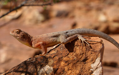 Lizard sunbathing on a red rock, Slater's Ring-tailed Dragon (Ctenophorus slateri), Northern Territory, Red Centre, Australia