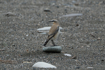 northern wheatear or wheatear (Oenanthe oenanthe), single bird on beach.