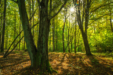 Sun in the mysterious natural forest