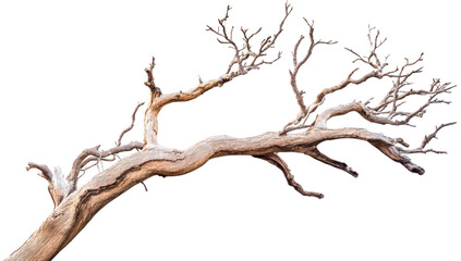 A gnarled. weathered tree branch with intricate. twisting limbs against a stark white background. the beauty of natures resilience and potential for artistic use