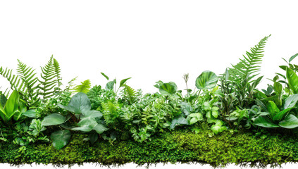 A collection of lush green plants and ferns arranged in a natural setting. the beauty of nature. ideal for backgrounds in gardening or environmental themes