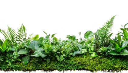 A collection of lush green plants and ferns arranged in a natural setting. the beauty of nature. ideal for backgrounds in gardening or environmental themes