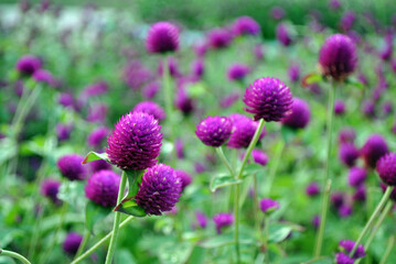 field of purple flowers