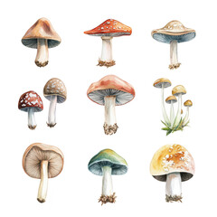 A illustration of various mushroom species their unique shapes and colors. set against a clean white background. ideal for educational or botanical uses