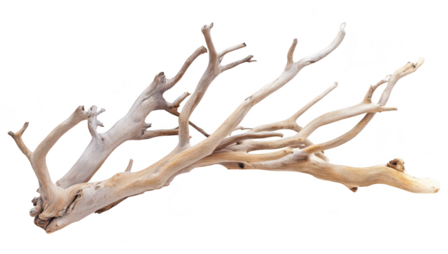 A beautifully shaped piece of driftwood with intricate branches and textures. natural artistry. ideal for home decor or artistic projects. set against a clean white background