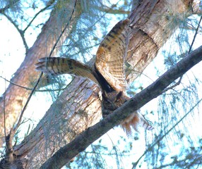 owls open wings on tree