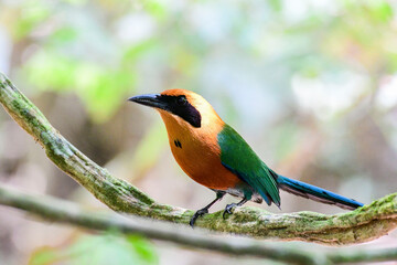 A striking Rufous Motmot perched gracefully on a mossy branch.
