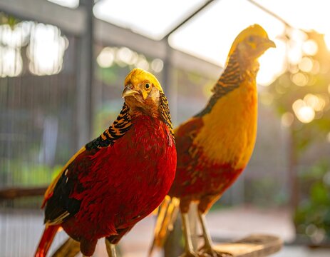 Two golden pheasants in enclosure