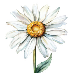 A beautifully detailed watercolor illustration of a white daisy flower with a yellow center. its delicate petals and colors against a clean. white background. ideal for nature-themed designs