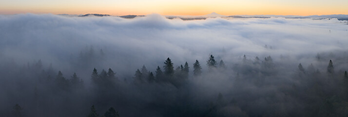 Dawn illuminates fog drifting through the forests found throughout the Willamette Valley in Oregon....