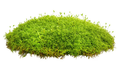 Lush green moss mound textures and colors. set against a clean white background. ideal for nature-themed projects or eco-friendly designs