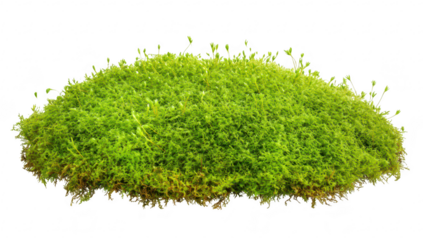 Lush green moss mound textures and colors. set against a clean white background. ideal for nature-themed projects or eco-friendly designs