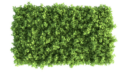 Obraz premium A vibrant. lush green shrubbery covering the ground. with a bright white background. creating a fresh and natural atmosphere. ideal for landscaping or gardening projects