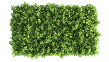 A vibrant. lush green shrubbery covering the ground. with a bright white background. creating a fresh and natural atmosphere. ideal for landscaping or gardening projects