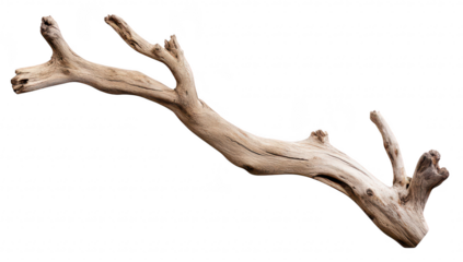 A weathered driftwood branch with intricate textures and shapes. isolated on a white background. ideal for nature-themed designs and organic decor inspiration