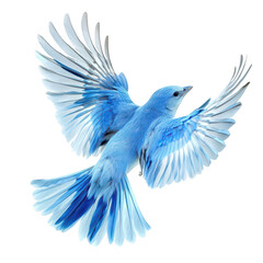 A blue bird with expansive wings gracefully soaring through a bright white background. its natural beauty and freedom. ideal for nature and wildlife photography
